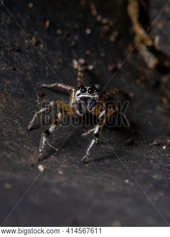 Small Jumping Spider