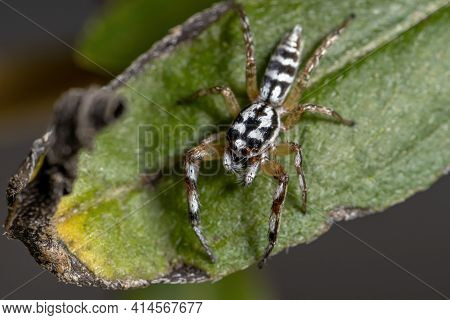 Small Jumping Spider