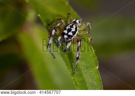 Small Jumping Spider