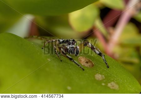 Small Jumping Spider