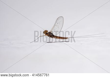 Male Small Mayfly