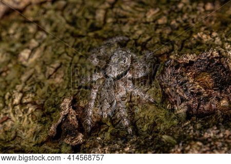 Adult Male Jumping Spider