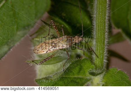 Scentless Plant Bug