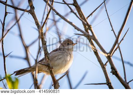 Eurasian Reed Warbler Or Acrocephalus Scirpaceus Close.
