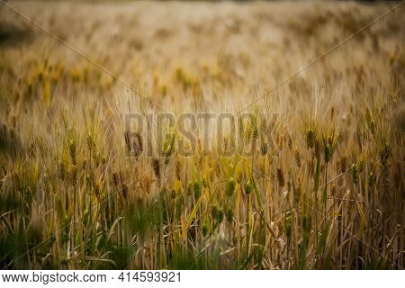 In The Foreground There Are Ripe Large Spikelets With Grains Of Wheat On A Dense Field