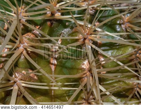 Macro Photography Of Cactus Thorns, Captured In A Greenhouse Near The Colonial Town Of Villa De Leyv