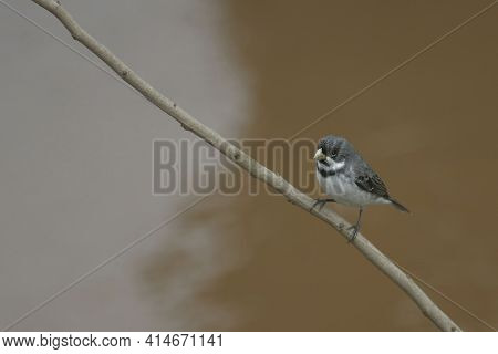 A Double-collared Seadeater, Sporophila Caerulescens, Perched On A Thin Branch