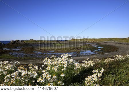 Vatnsnes / Iceland - August 27, 2017: The Coast With Flowers And The Sea In Vatnsnes Peninsula, Icel