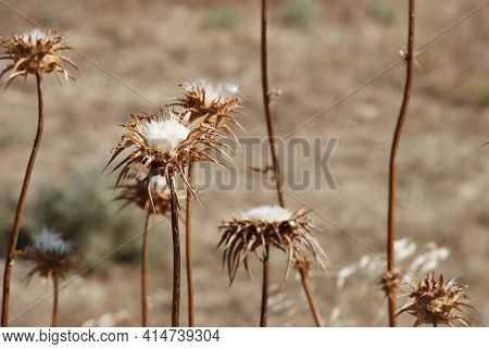 Dry Plants In Arid Landscape Of Spain