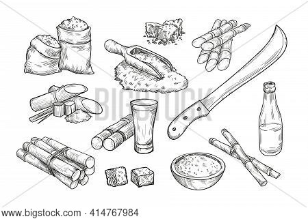 Sugarcane Farm Elements Isolated Hand Drawn Vector Illustration Collection. Engraved Sugar Cane, Rum