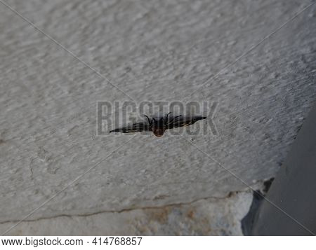Closeup Of Beautiful And Colorful White Dot, Black And Orange Color Indian Butterfly Sitting On Whit