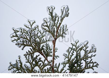 Thuja freddo ghiaccio