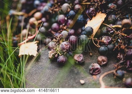 Round Berries Of Rotting Isobella Grapes On Grass Background