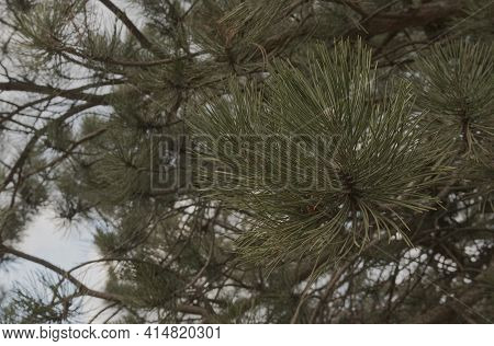 Scotch Pine - Tree Branches Close Up