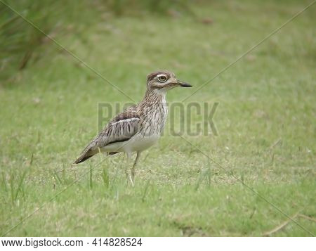 A Water Dikkop Or Water Thick-knee, Burhinus Vermiculatus, In The Grass