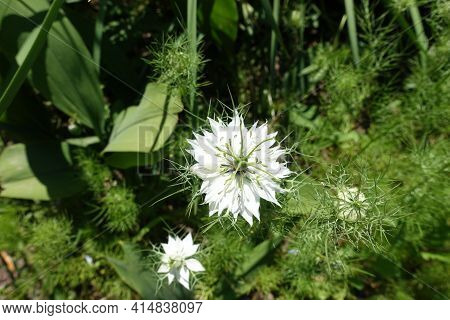 Pure White Flowers Of Nigella Damascena In June
