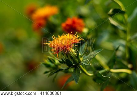 Yellow Red And Dark Red Safflower And Seed Varieties Are Produced From Large Farm Gardens