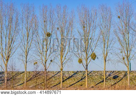Set Of Trees In Line With Sparse Foliage In Front Of A Dike With Green Grass With Remnants Of Snow W