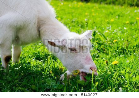 Geit eten
