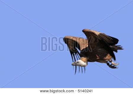 Sup - sup Fulvus