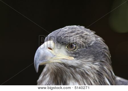 Sup - sup Fulvus