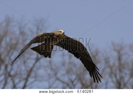 Sup - sup Fulvus