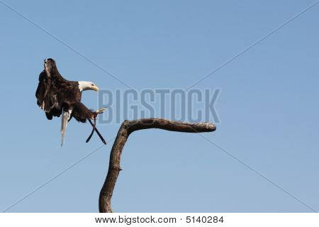 Sup - sup Fulvus