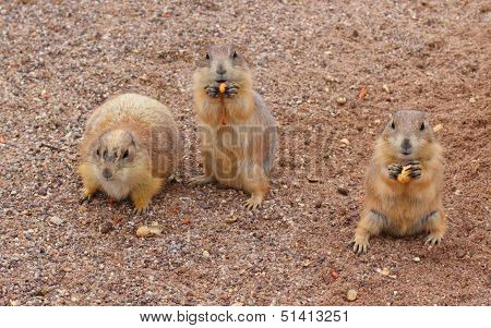Prairie Dogs Snack Time