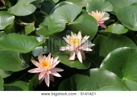 Lotus