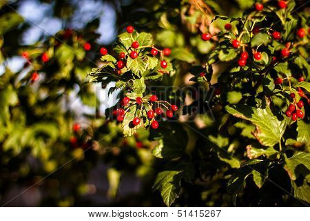 Red Viburnum Berries In The Tree. Beautiful Warm Autumn Background