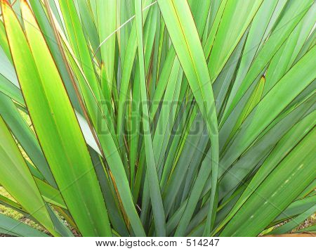 Phormium