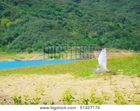Heron In Flight