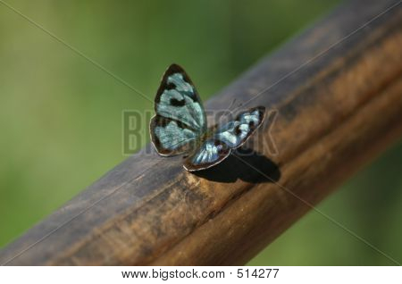 Farfalla blu