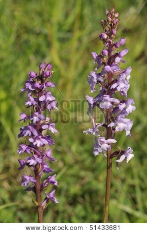 Common Fragrant Orchid