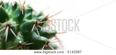 Cactus sur fond blanc