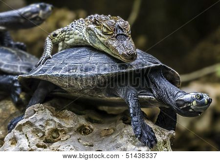 Baby-crocodile  Riding A Tortoise