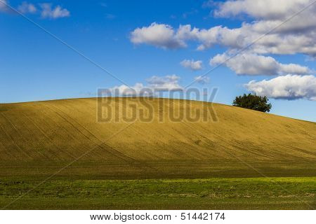 Plowed Field On A Clear Hill With Tree