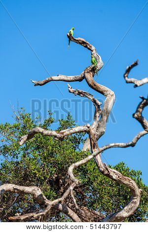 Members Of The Parrot Genus Psittacula Or Afro-asian Ringnecked Parakeets Sitting On The Tree Branch