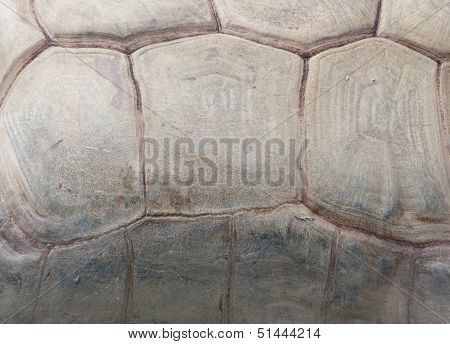 Turtle Texture