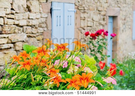orange lilies against wall