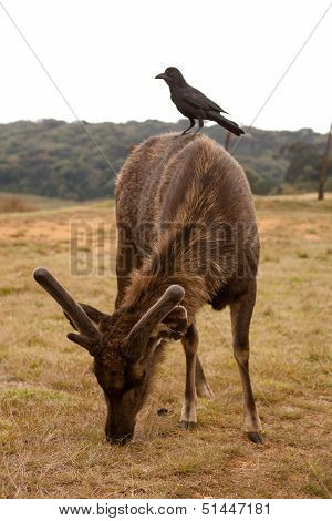 Sri Lankan Sambar Deer In Horton Plains National Park