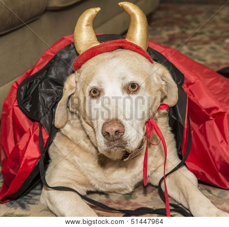 Yellow Lab in halloween costume 