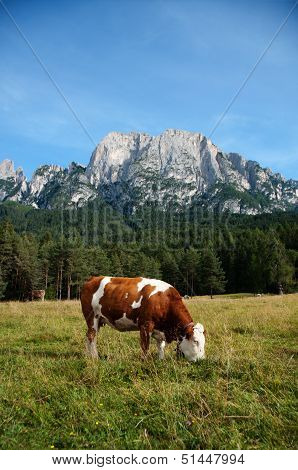 Simmentaler Dairy Cow On A Pasture