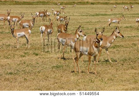 Herd of North American Pronghorn 