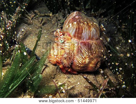 Hermit crab