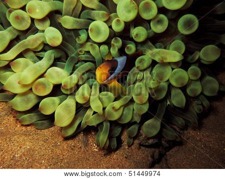 Anemonefish