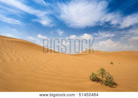 Shrub Plants In Desert