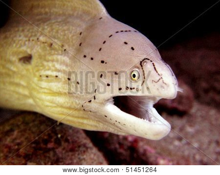 Grey peppered moray