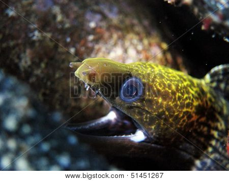 Undulated moray