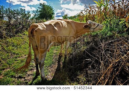 Milk Production